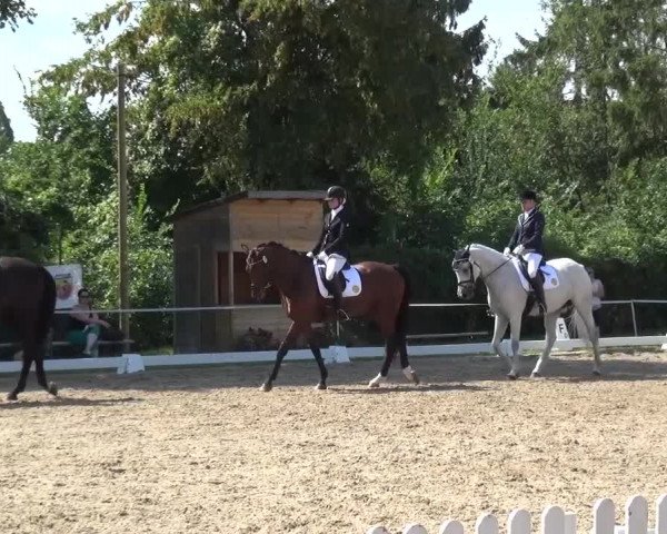 Reitturnier Düren - An der Kuhbrücke 2016