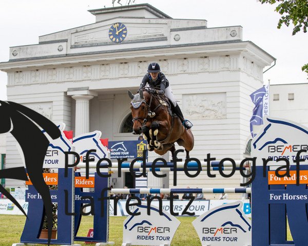 jumper Casper Von Stein (German Sport Horse, 2010, from Chap 47)