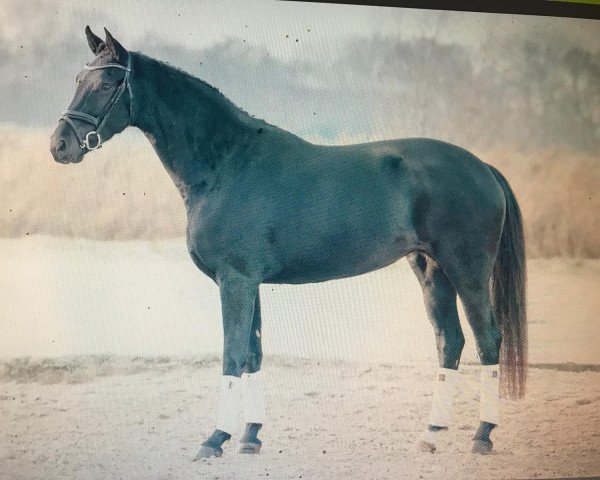 Dressurpferd Bellanera (Oldenburger, 2015, von Santo Domingo)