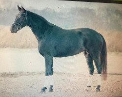 dressage horse Bellanera (Oldenburg, 2015, from Santo Domingo)