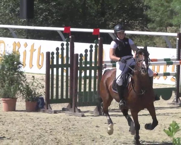 Summermeeting der Springreiter Hachenburg 2016
