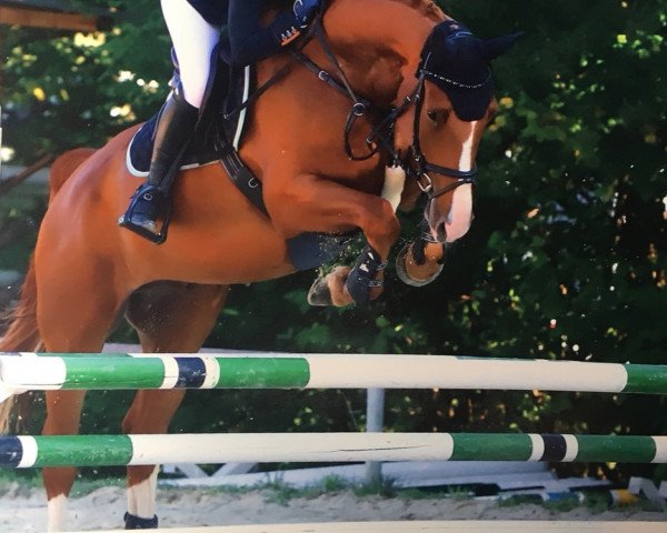 jumper Scarabäus T (Hanoverian, 2013, from Stanley)