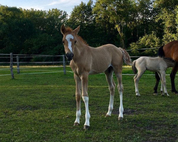 Pferd De TeQuiero (Deutsches Reitpony, 2019, von Dating AT NRW)