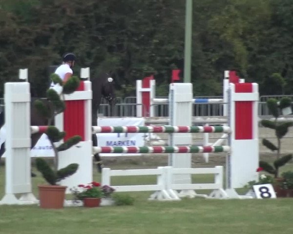 Reitturnier Düren - An der Kuhbrücke 2016