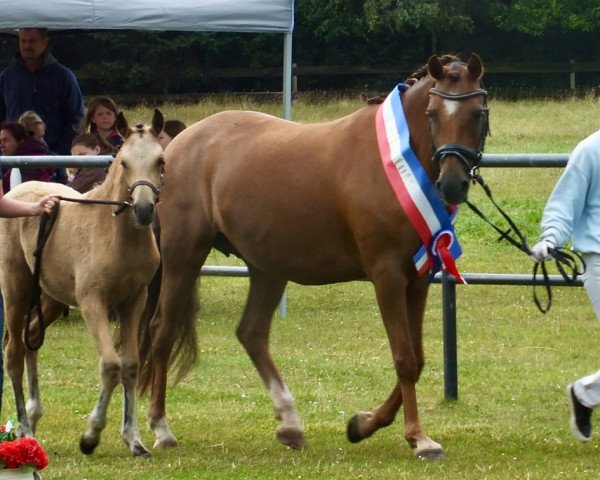 broodmare Proud Sweet Candy (German Riding Pony, 2003, from Dexter)