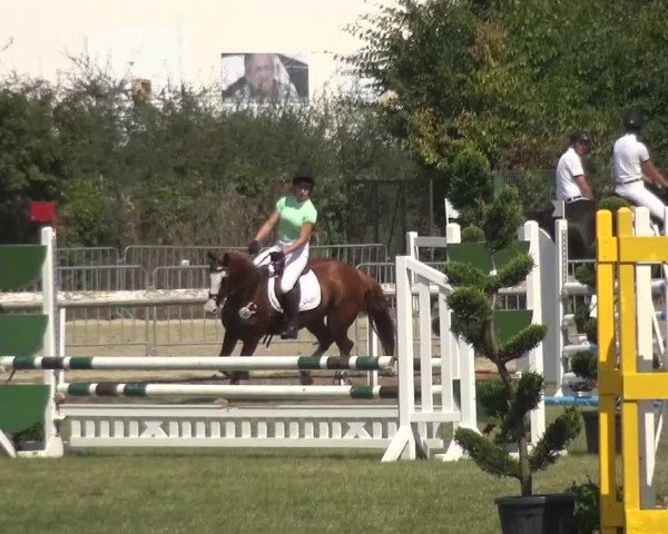 Reitturnier Düren - An der Kuhbrücke 2016