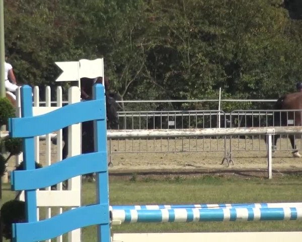 Reitturnier Düren - An der Kuhbrücke 2016