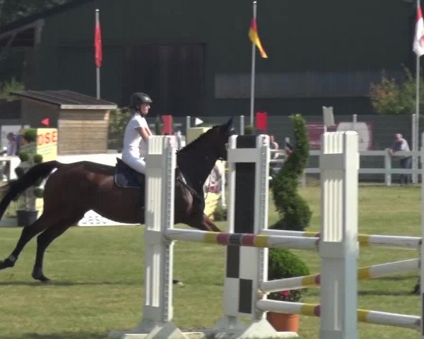 Reitturnier Düren - An der Kuhbrücke 2016