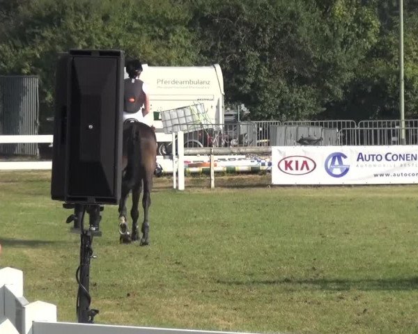 Reitturnier Düren - An der Kuhbrücke 2016