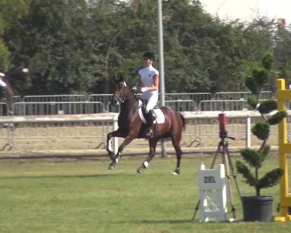 Reitturnier Düren - An der Kuhbrücke 2016