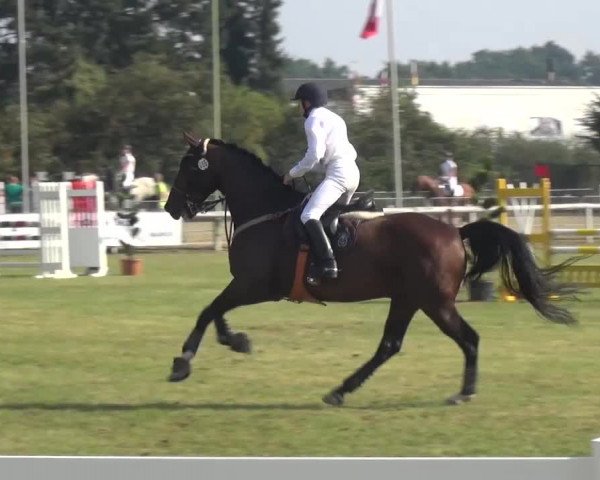 Reitturnier Düren - An der Kuhbrücke 2016