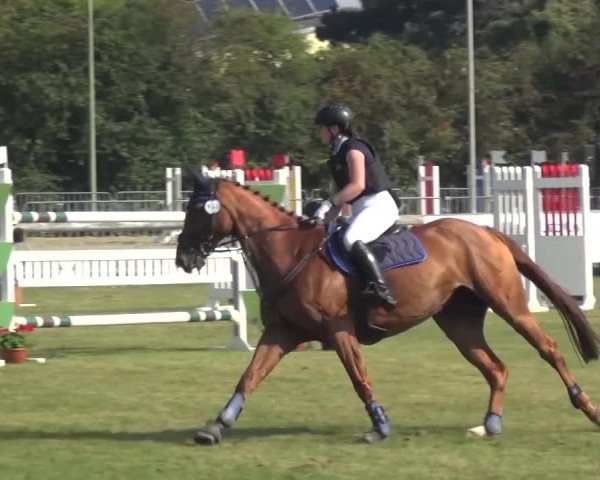 Reitturnier Düren - An der Kuhbrücke 2016