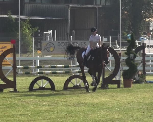 Reitturnier Düren - An der Kuhbrücke 2016