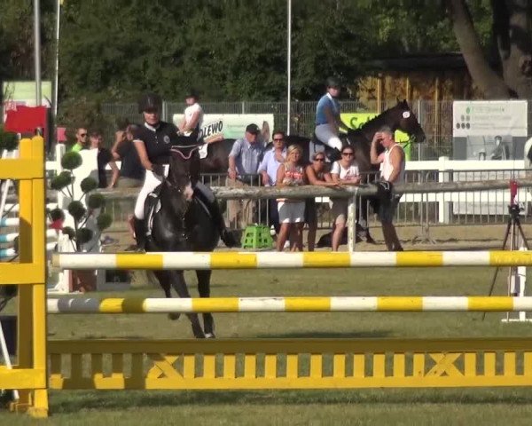 Reitturnier Düren - An der Kuhbrücke 2016