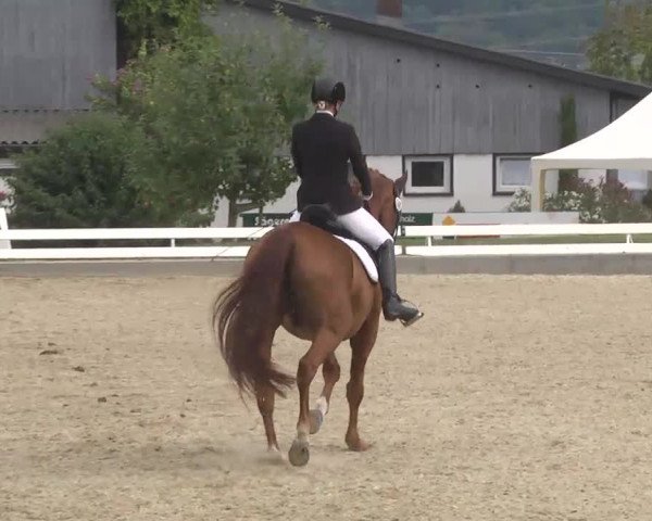 Reitturnier Kandern-Tannenkirch-Fohrenhof 2016