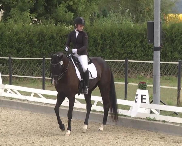 Reitturnier Kandern-Tannenkirch-Fohrenhof 2016