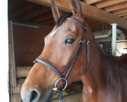 jumper Cerenrose CH (Swiss Warmblood, 2014, from Cernunnus von Hof)