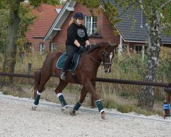 jumper Riviera 70 (German Sport Horse, 2007, from Relius)