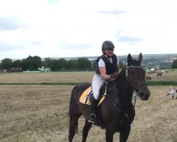 dressage horse Efez 4 (Polish Warmblood, 2008, from Empire)