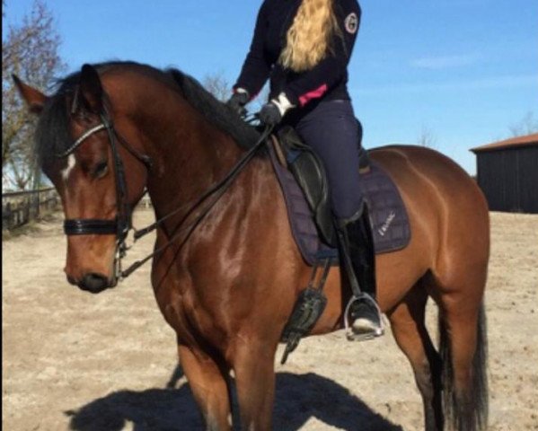 dressage horse Rhodona (Oldenburg, 2010, from Louis de Funes 4)