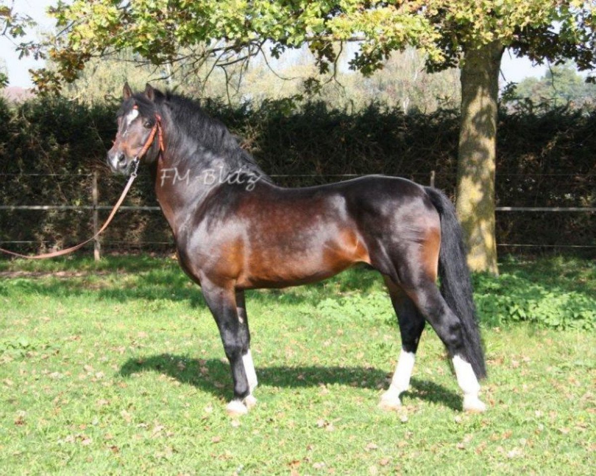 Deckhengst Elysee II (Freiberger, 1991, von Estafette)