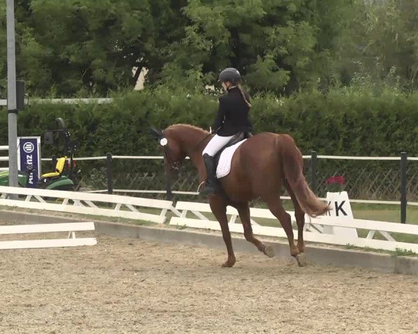 Reitturnier Kandern-Tannenkirch-Fohrenhof 2016