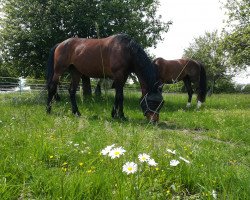 broodmare Amelusa W (KWPN (Royal Dutch Sporthorse), 2005, from Namelus R)