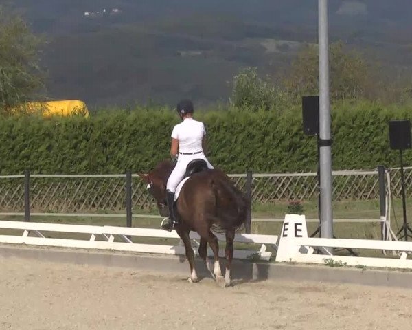 Reitturnier Kandern-Tannenkirch-Fohrenhof 2016