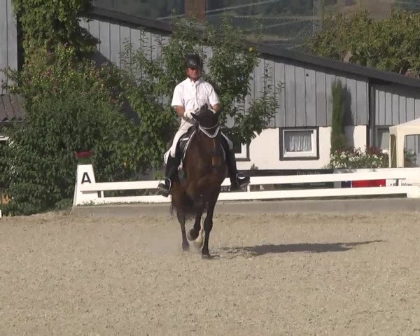 Reitturnier Kandern-Tannenkirch-Fohrenhof 2016