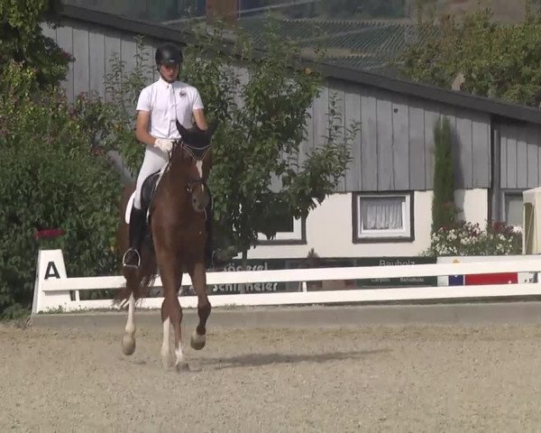 Reitturnier Kandern-Tannenkirch-Fohrenhof 2016