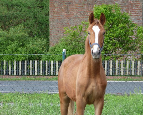 Pferd Markian (Hannoveraner, 2018, von DSP Marc Cain)