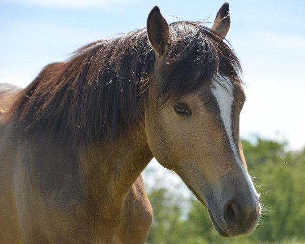 horse Movie Stars Cookie (German Riding Pony, 2017, from Movie Star)