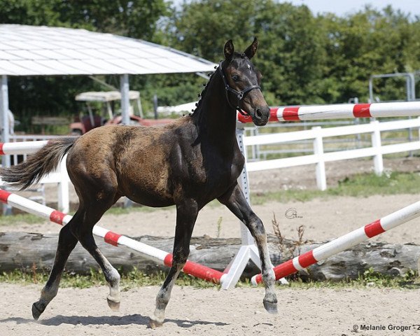 horse Camar Curacao (Anglo-Arabs, 2019, from Gabun)
