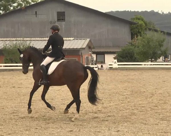 Reitturnier Kandern-Tannenkirch-Fohrenhof 2016