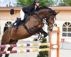 jumper Erton des Barrieres (Belgian Warmblood, 2010, from Canturo)