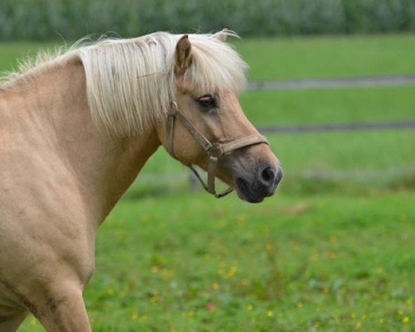 horse Geysir vom Berghof (Iceland Horse, 2003, from Konna-Bleikur frá Flugumýri)