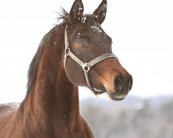 horse Tami (Bavarian, 1999, from Gadsby)