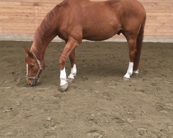 horse Lapriccio (Hanoverian, 1998, from Laptop)