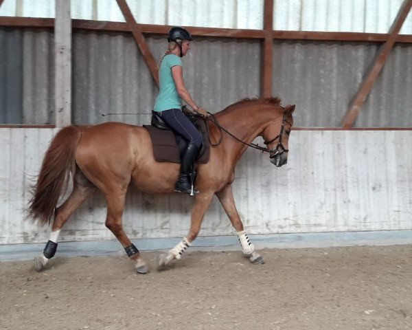 horse Libery (Bavarian, 2008, from Landprinz)