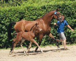 jumper Nacho Supreme (Zangersheide riding horse, 2019, from Numero Due)