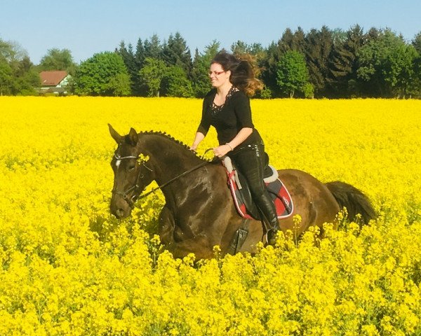 broodmare Signorita (Thuringia, 2000, from Thannhaeuser) broodmare Signorita (Thuringia, 2000, from Thannhaeuser)