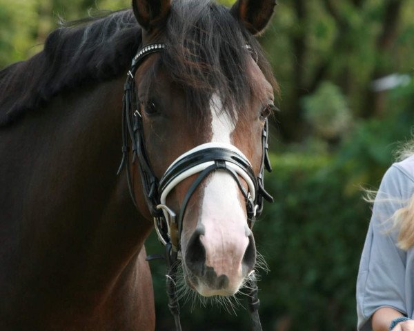 Springpferd Diamond's Schoko (Deutsches Reitpony, 2016, von Diamond Touch NRW)