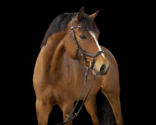 dressage horse Namun (German Riding Pony, 2010, from Nemax)