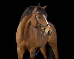 dressage horse Namun (German Riding Pony, 2010, from Nemax)
