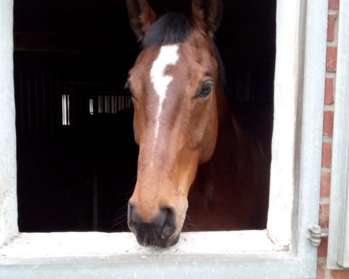 jumper Romandero (Hanoverian, 2008, from Rotspon)