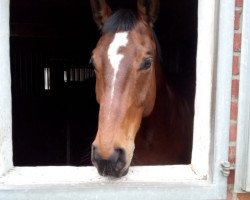 jumper Romandero (Hanoverian, 2008, from Rotspon)