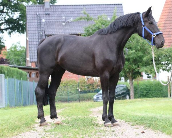 broodmare Forsythie 5 (Westphalian, 2007, from Florestan I)