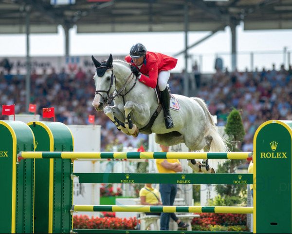 jumper Eddie Blue (KWPN (Royal Dutch Sporthorse), 2009, from Zirocco Blue)
