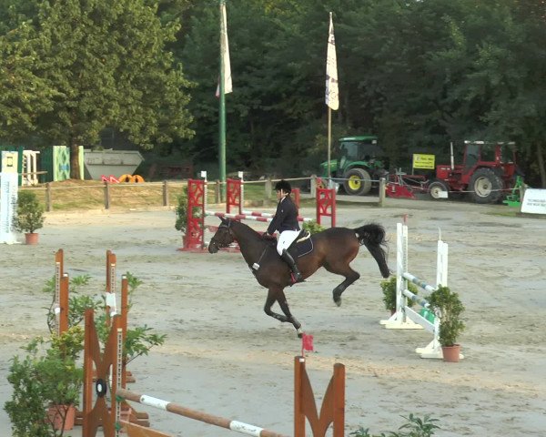 Reitturnier Bad Rothenfelde 2016