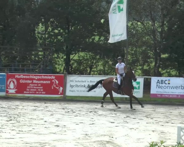 Reitturnier Bad Rothenfelde 2016